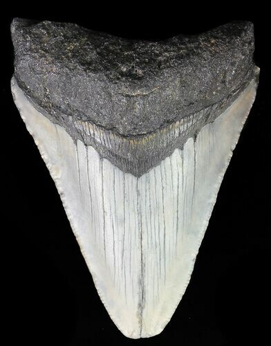 Bargain, Megalodon Tooth - North Carolina #67060